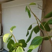 画像1755：神奈川県横浜市／某マンション／風除室ドア框カバー工法