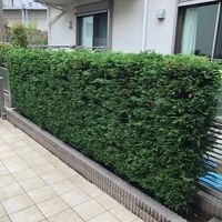 before画像
