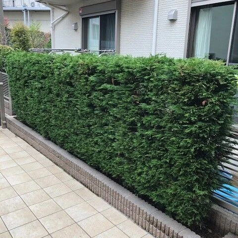 before画像